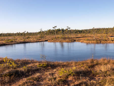 beautiful swamp landscape at sunrise, frozen swamp lake in the foreground and dry frosted meadowの写真素材