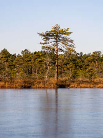 beautiful bog landscape at sunrise,
mire pine fragments on a blurred backgroundの写真素材