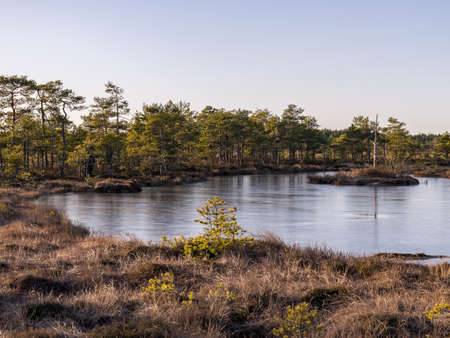 beautiful bog landscape at sunrise, bog pines and dry grassの写真素材