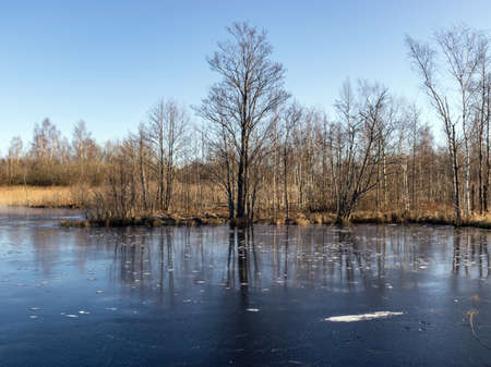 winter landscape with frozen lake, silhouettes of naked trees, dry grassの写真素材