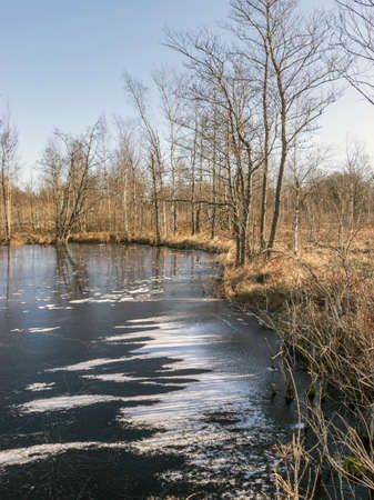 winter landscape with frozen lake, silhouettes of naked trees, dry grassの写真素材