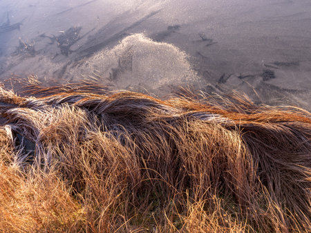 abstract dry frosted grass textureの写真素材