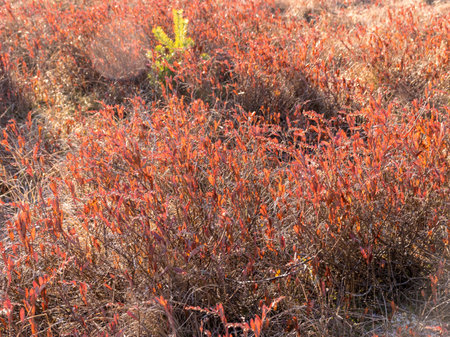 abstract red leaf texture, blurred backgroundの写真素材