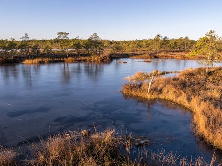 beautiful swamp landscape at sunrise, frozen swamp lake in the foreground and dry frosted meadowの写真素材
