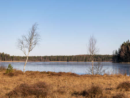 winter landscape with frozen lake, silhouettes of naked trees, dry grassの写真素材