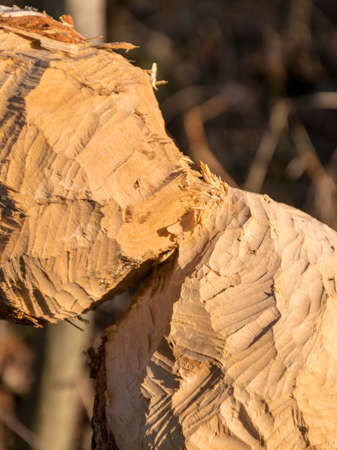 picture with beaver cut birch, winter day without snowの写真素材