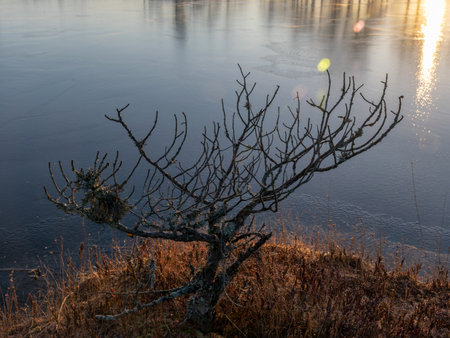 beautiful bog landscape at sunrise, first rays of sun shining through trees, glare on iceの写真素材