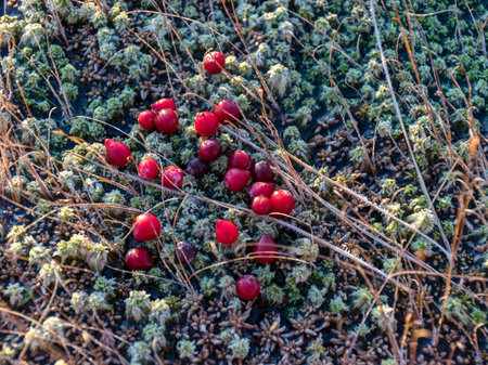 Fragments of a red bog cranberry on a blurred backgroundの写真素材