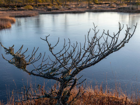 beautiful bog landscape at sunrise,
mire pine fragments on a blurred backgroundの写真素材