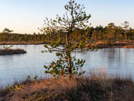 beautiful swamp landscape at sunrise, frozen swamp lake in the foreground and dry frosted meadowの写真素材