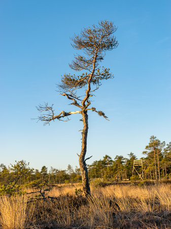 beautiful bog landscape at sunrise,
mire pine fragments on a blurred backgroundの写真素材