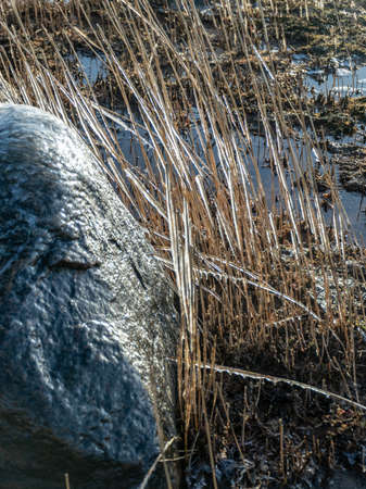 sea and wind made abstract formations of frozen dry reeds, icy rocks on the beachの写真素材