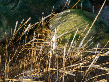 the sea and the wind have formed abstract formations of frozen dry reed, icicles fragments on a blurred backgroundの写真素材