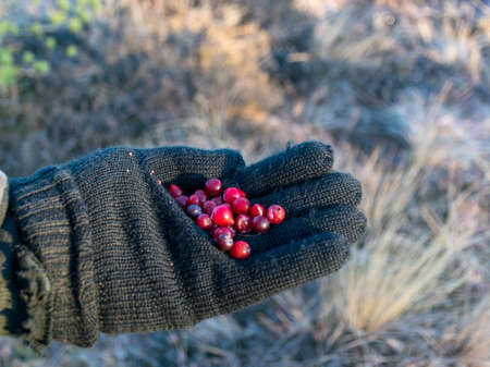 fragments of red bog cranberry in human hand, black gloveの写真素材