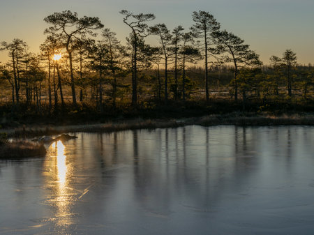 beautiful bog landscape at sunrise, first rays of sun shining through trees, glare on iceの写真素材