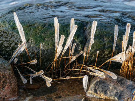 the sea and the wind have formed abstract formations of frozen dry reed, icicles fragments on a blurred backgroundの写真素材