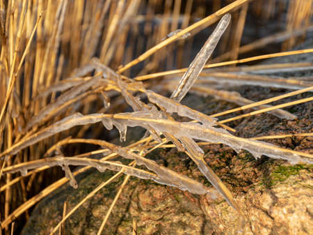 the sea and the wind have formed abstract formations of frozen dry reed, icicles fragments on a blurred backgroundの写真素材