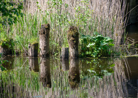 summer landscape with old tree trunks in the water, abstract reflections in the waterの写真素材
