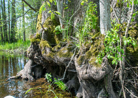 summer landscape with old tree trunks in the water, abstract reflections in the waterの写真素材