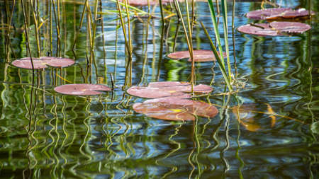 abstract picture with pink water lily leaf, beautiful water and glare textureの写真素材