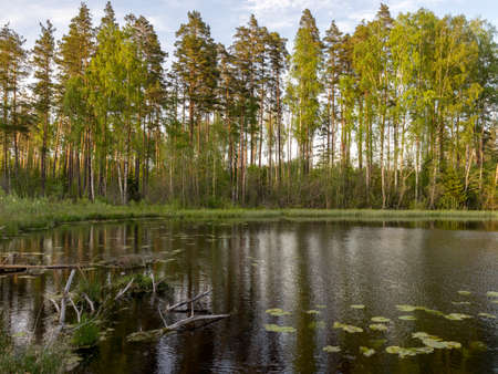 green summer landscape with a lake and green trees on the lake shoreの写真素材