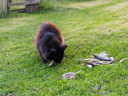 picture of a black cat eating fishの写真素材