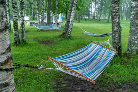 summer fog landscape in the morning with colorful fabric hammocks in the birch groveの写真素材