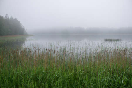mystical image of fog, view of the lake with white fog, reed contours in the foreground, blurred misty lake backgroundの写真素材
