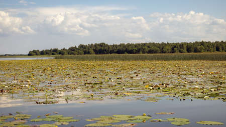 a meadow of yellow and white water lilies covers the surface of the lake, Lake Burtnieki, Latviaの写真素材