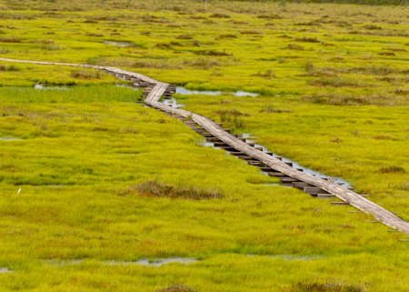 landscape with a pedestrian wooden footbridge over swamp wetlands with small pines. bog plants and ponds, a typical West-Estonian bog. Nigula Nature Reserveの写真素材
