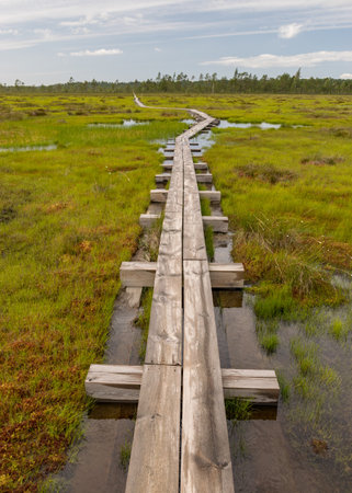 landscape with wooden wet pathway through swamp wetlands with small pine trees, marsh plants and ponds, a typical Western-Estonian bog. Nigula Nature Reserveの写真素材