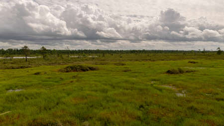 Traditional bog landscape on a summer day, bog vegetation, windy weather, Nigula Nature Reserve, Estoniaの写真素材