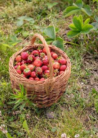 landscape with juicy strawberries in a wicker basket, green grass background, summer countrysideの写真素材