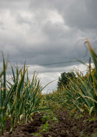 landscape with green garlic leaves on a background of cultivated land, summer in countrysideの写真素材