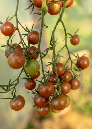 beautiful, healthy and tasty tomatoes in the greenhouse, autumn harvest timeの写真素材