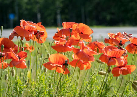 landscape with bright red poppies, fragments of poppy petals on a blurred backgroundの写真素材