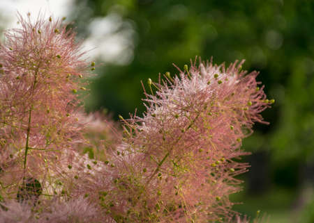 beautiful pink European Smoketree (Cotinus coggygria) flower fragment, flower texture, summer timeの写真素材