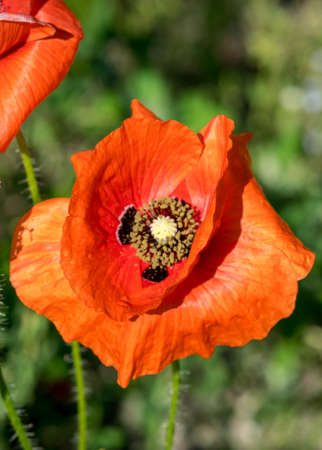 landscape with bright red poppies, fragments of poppy petals on a blurred backgroundの写真素材