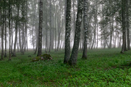 fog landscape, birch grove in autumn morning, blurred tree silhouettes, autumn timeの写真素材
