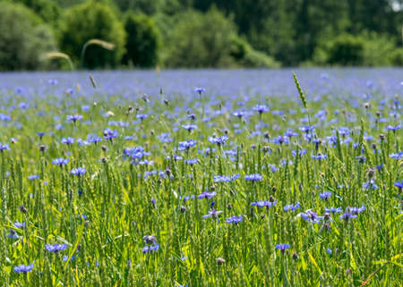 sunny summer landscape with blue cornflower field, wallpapers, cornflower flower backgroundの写真素材