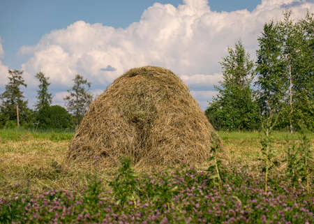 sunny summer landscape with haystacks, blurred foreground, beautiful clouds in the sky, summer dayの写真素材