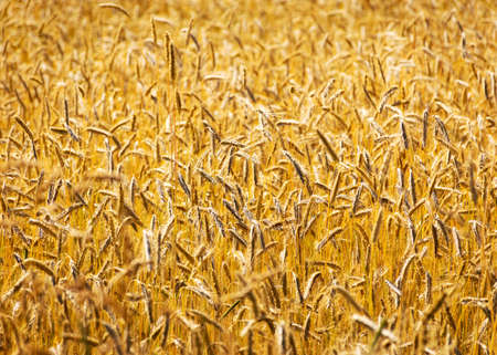 cereal field texture, grain ears, summer timeの写真素材
