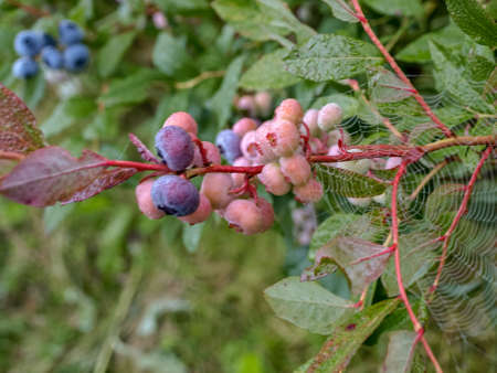 spider web in the morning dew, blueberry berries and green leaves, autumn morningの写真素材