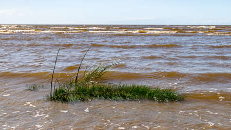 sunny summer landscape with fuzzy seaweed on the sea shore, the Baltic Sea coastの写真素材