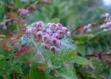 spider web in the morning dew, blueberry berries and green leaves, autumn morningの写真素材