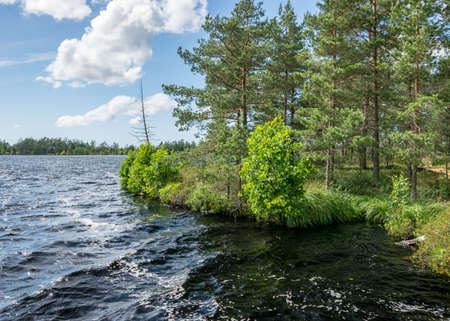 windy landscape with a swamp lake, a wooden pedestrian bridge, the lake's water ripples and the trees move in a strong windの写真素材