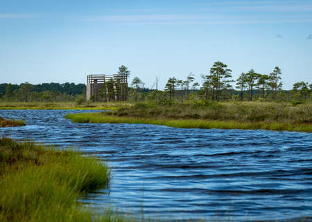 windy landscape with a swamp lake, a wooden pedestrian bridge, the lake's water ripples and the trees move in a strong windの写真素材