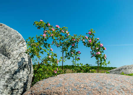 beautiful summer landscape with boulders on the side of the road and a pink rose bushの写真素材