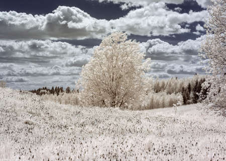 unusual surreal landscape with trees and meadows, gorgeous cumulus clouds, Photographed with infrared filter, infrared photographyの写真素材