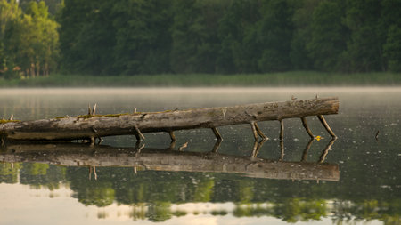 beautiful summer morning landscape on the lake, tree branch over the water surface and light fog, beautiful clouds and wonderful reflections in the lake mirror, summer morning by the waterの写真素材
